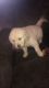 Golden Retriever Puppies for sale in Wauseon, OH 43567, USA. price: NA
