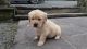 Golden Retriever Puppies for sale in San Antonio, TX 78284, USA. price: NA