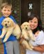 Golden Retriever Puppies for sale in Honolulu, HI, USA. price: NA