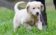 Golden Retriever Puppies for sale in Kansas City, KS 66117, USA. price: NA