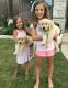Golden Retriever Puppies for sale in Middle River, MD, USA. price: $500