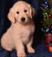 Golden Retriever Puppies for sale in Bismarck, ND, USA. price: $500