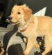 Golden Retriever Puppies for sale in Atlanta, TX, USA. price: $500