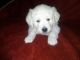 Golden Retriever Puppies for sale in Apple Creek, OH 44606, USA. price: NA