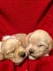 Golden Retriever Puppies for sale in Beaver Falls, PA 15010, USA. price: $950