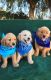 Golden Retriever Puppies for sale in Richmond, VA, USA. price: $500