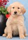 Golden Retriever Puppies for sale in NC-54, Durham, NC, USA. price: NA