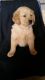 Golden Retriever Puppies for sale in Sabina, OH 45169, USA. price: $525