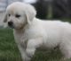 Golden Retriever Puppies for sale in Garden City, ID, USA. price: NA