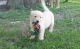 Golden Retriever Puppies for sale in Norwich, CT, USA. price: $500