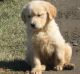 Golden Retriever Puppies for sale in Poland, ME 04274, USA. price: NA