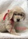 Golden Retriever Puppies for sale in Corunna, IN 46730, USA. price: NA