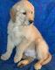 Golden Retriever Puppies for sale in Madison, WI 53707, USA. price: NA