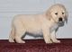 Golden Retriever Puppies for sale in Detroit, MI, USA. price: $400