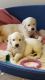 Golden Retriever Puppies for sale in Michigan City, IN, USA. price: $400