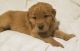 Golden Retriever Puppies for sale in Springfield, MA 01119, USA. price: NA