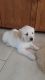 Golden Retriever Puppies for sale in London Rd, Duluth, MN, USA. price: NA