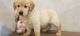 Golden Retriever Puppies for sale in Birmingham, AL 35238, USA. price: NA
