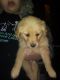 Golden Retriever Puppies for sale in Greenfield, OH 45123, USA. price: $450