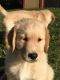 Golden Retriever Puppies for sale in Beaver Falls, PA 15010, USA. price: $950