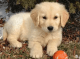 Golden Retriever Puppies for sale in Montgomery, AL, USA. price: NA