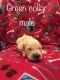 Golden Retriever Puppies for sale in Rockmart, GA 30153, USA. price: NA