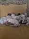 Golden Retriever Puppies for sale in Bountiful, UT 84010, USA. price: $1,000