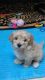 Golden Retriever Puppies for sale in Gladwin, MI 48624, USA. price: $500