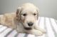 Golden Retriever Puppies for sale in Rocky Mount, VA 24151, USA. price: NA