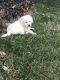 Golden Retriever Puppies for sale in Gordonville, PA 17529, USA. price: $1,100