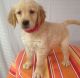 Golden Retriever Puppies for sale in Portland, OR 97213, USA. price: NA