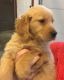 Golden Retriever Puppies for sale in Bloomington, IN, USA. price: NA