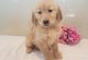 Golden Retriever Puppies for sale in Indianapolis, IN 46218, USA. price: $500