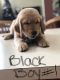 Golden Retriever Puppies for sale in Oxon Hill, MD, USA. price: $1,200