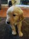 Golden Retriever Puppies for sale in Sorento, IL 62086, USA. price: NA