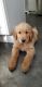 Golden Retriever Puppies for sale in Ortonville, Brandon Twp, MI 48462, USA. price: NA