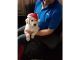 Golden Retriever Puppies for sale in St. Petersburg, FL, USA. price: $400