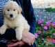 Golden Retriever Puppies for sale in Fresno, CA 93717, USA. price: $400