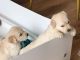 Golden Retriever Puppies for sale in Ashburn, VA, USA. price: NA