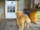 Golden Retriever Puppies for sale in East Wenatchee, WA 98802, USA. price: $1,200