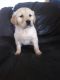 Golden Retriever Puppies for sale in DeKalb County, IN, USA. price: NA