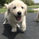 Golden Retriever Puppies for sale in Florida Ave NW, Washington, DC, USA. price: NA