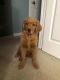 Golden Retriever Puppies for sale in Toms River, NJ, USA. price: NA
