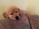 Golden Retriever Puppies for sale in Medford, OR, USA. price: $400