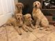 Golden Retriever Puppies for sale in Rochester Hills, MI, USA. price: $500