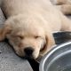 Golden Retriever Puppies for sale in New Port Richey, FL, USA. price: NA