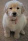 Golden Retriever Puppies for sale in Tampa, FL, USA. price: $500