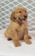 Golden Retriever Puppies for sale in California St, San Francisco, CA, USA. price: $450