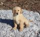 Golden Retriever Puppies for sale in Manilla, IN 46150, USA. price: NA
