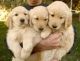 Golden Retriever Puppies for sale in Bowling Green, KY, USA. price: NA
